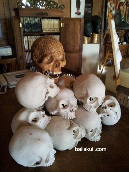 Duplicate of human skull made from resin in between wooden skull combine with duplicate teeth made of bones